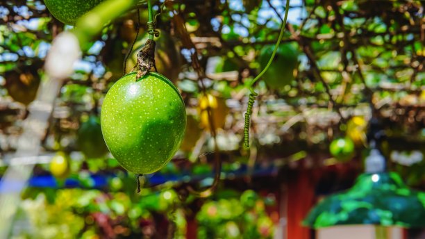 绿色的西番莲在藤蔓与模糊的背景，理想的食物博客，食谱网站，或热带主题的图形设计。充满活力和新鲜。图片下载