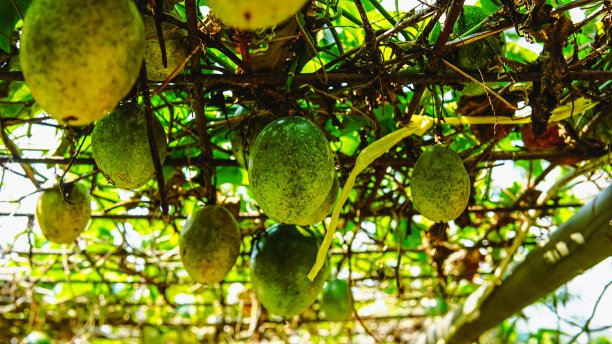 绿色的西番莲在藤蔓与模糊的背景，理想的食物博客，食谱网站，或热带主题的图形设计。充满活力和新鲜。图片下载