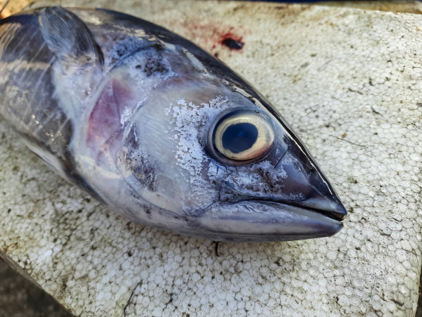 鱼贩准备出售的新鲜金枪鱼图片下载