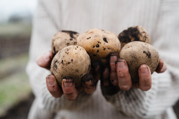 女农民在田间展示收获的马铃薯。图片下载