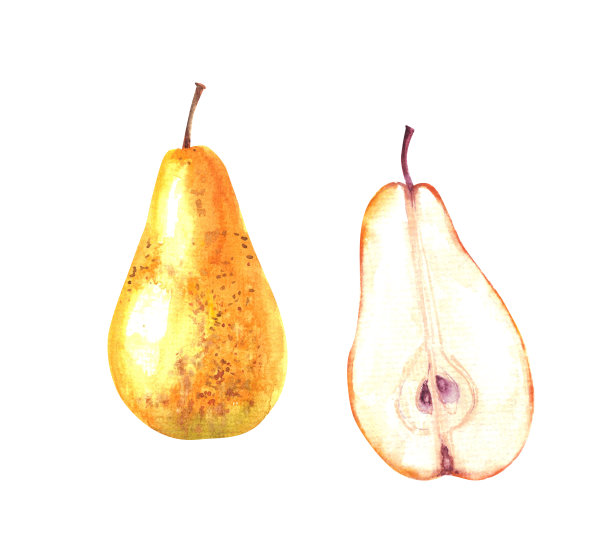 手绘水彩黄梨整半切果插画。热带奇异的水果为食品和饮料的背景图片下载