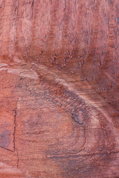 照片的背景是桃花心木图片下载
