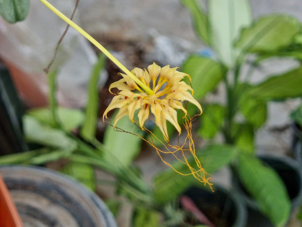 有些植物的花像黄色的蜘蛛。图片下载