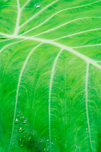 近距离观看绿叶，常绿热带异域丛林植物，野生自然概念，真实照片图片下载