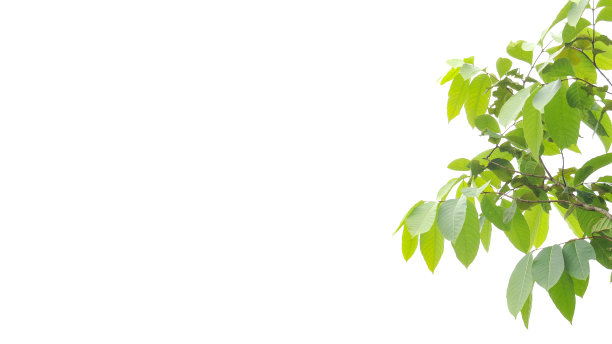 白色背景上的树顶抠图，带剪切路径图片下载