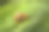 极近距离微距照片的Monachoides vicinus或普通花园蜗牛缓慢爬行在蔬菜叶表面。世界动物日和生物多样性概念图片下载
