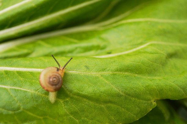 极近距离微距照片的Monachoides vicinus或普通花园蜗牛缓慢爬行在蔬菜叶表面。世界动物日和生物多样性概念图片下载