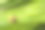 极近距离微距照片的Monachoides vicinus或普通花园蜗牛缓慢爬行在蔬菜叶表面。世界动物日和生物多样性概念图片下载
