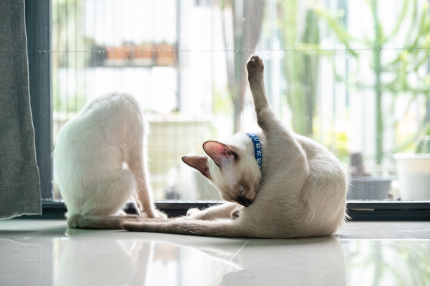 小猫暹罗猫梳理自己有趣的动作。图片下载