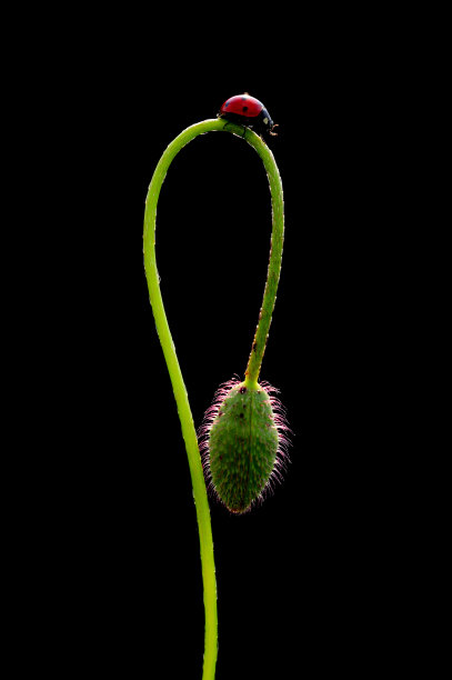 瓢虫，绿枝黑底图片下载