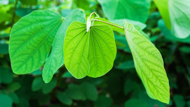 新鲜绿叶的特写照片。空白复制文本空间。世界环境日和地球日的概念。图片下载