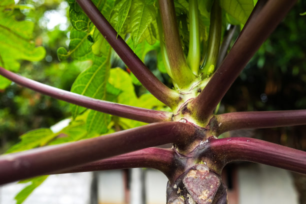 独特的紫木瓜树(Carica papaya var. purpurea)的特写照片，树干和叶柄呈紫色。农业概念，城市农业。图片下载