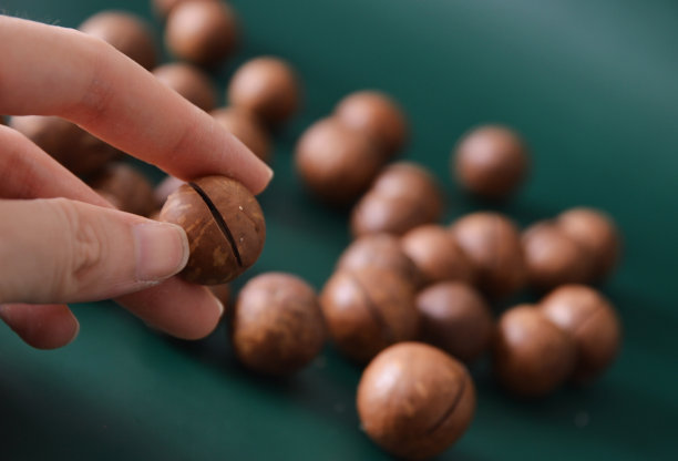 近距离的照片，手拿着一个烤夏威夷坚果壳在深绿色的背景图片下载