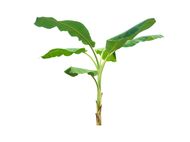 芭蕉叶和芭蕉树图片下载