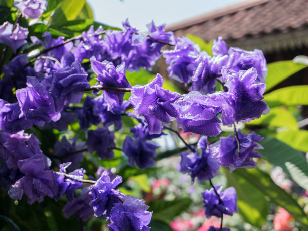 家用紫花塑料模切，用于园林装饰。图片下载