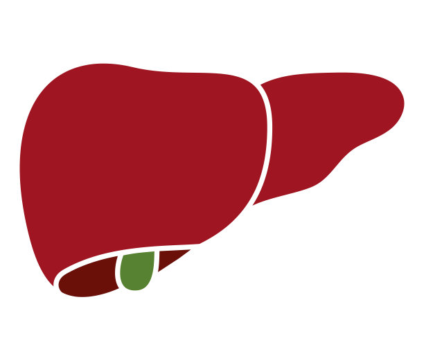 透明背景上的人类肝脏扁平图标图片下载