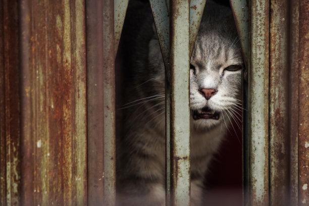 这是一只被关在铁笼子里的猫的特写照片，它的眼睛锐利地凝视着铁栅栏后面的世界。世界动物日和宠物日的概念。图片下载