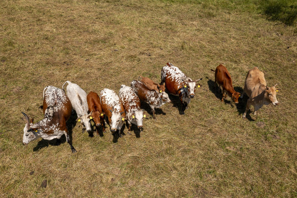 天上的母牛和公牛图片下载