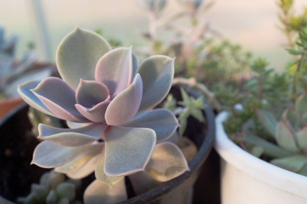 盆栽多肉植物。迭香、景天和天竺葵。多肉植物海报，日历，邮政，屏幕保护程序，壁纸，明信片，横幅，封面，网站。高质量照片图片下载