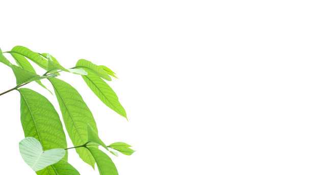 白色背景上的树顶抠图，带剪切路径图片下载