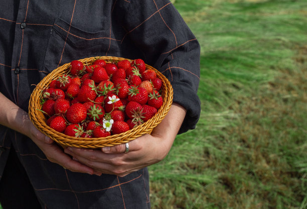 收获草莓田收篮近距离自助服务图片下载
