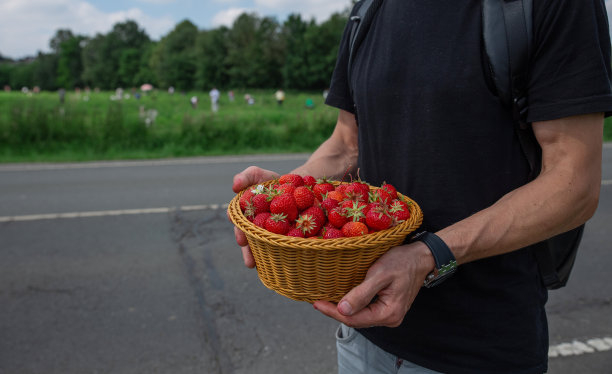 收获草莓田收篮近距离自助服务图片下载