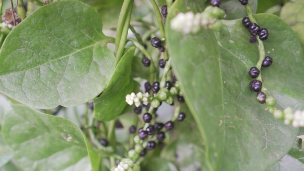 这种植物，也被称为binahong或lembayung图片下载