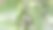 这种植物，也被称为binahong或lembayung图片下载