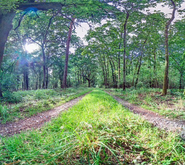 白天沿着森林小路近地拍摄的照片图片下载
