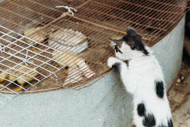 一只黑白相间的小猫看着盆里的一只小鸭。图片下载
