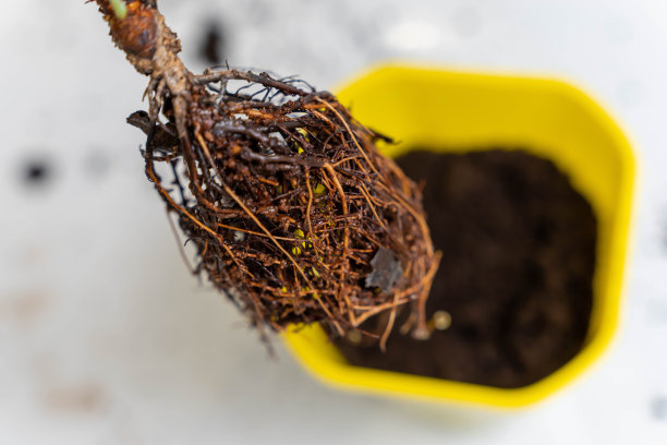 黄色花盆里植物根球的特写照片图片下载
