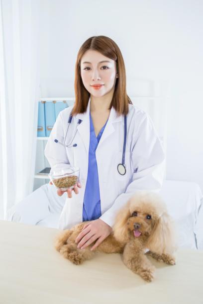 亚洲女兽医拿着一碗狗粮和一只贵宾犬图片下载