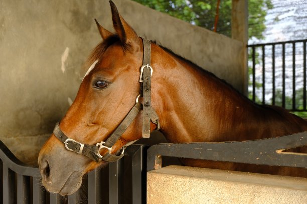 马是一种驯养的单趾、奇趾有蹄哺乳动物。它在分类学上属于马尾科。马厩里的赛马。科仕caballus图片下载