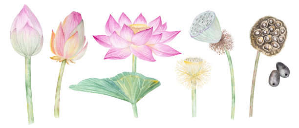 荷花、叶子、种子。手绘水彩插图粉红色的睡莲，绿色的叶子和种子。植物绘画。配以荷花作图案。图片下载