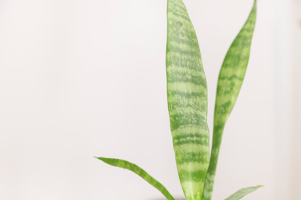 一张蛇草的特写照片，孤立在白色的背景上，柔和的阴影和光线，极简主义的室内设计风格图片下载