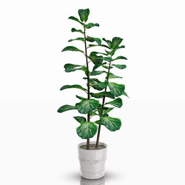 装饰室内植物图片下载