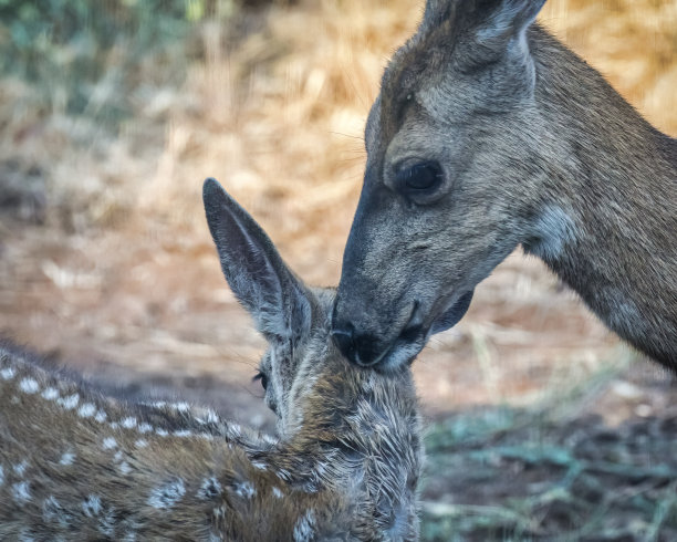 母鹿图片下载
