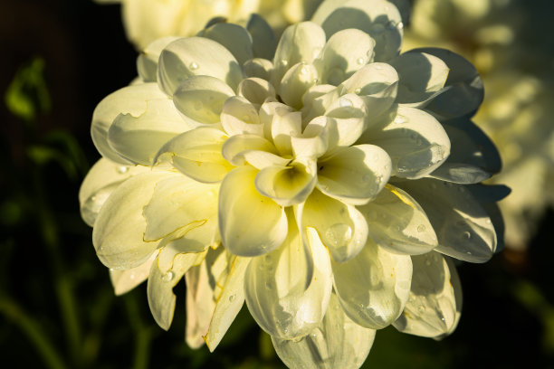 夏日阳光下的白色大丽花图片下载