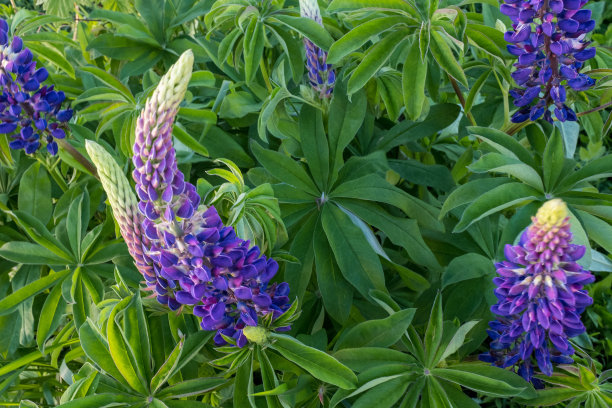 带丁香芽的露阴灌木，特写。紫色羽扇豆用于出版，设计，海报，日历，帖子，屏幕保护程序，壁纸，明信片，横幅，封面，网站。高质量照片图片下载