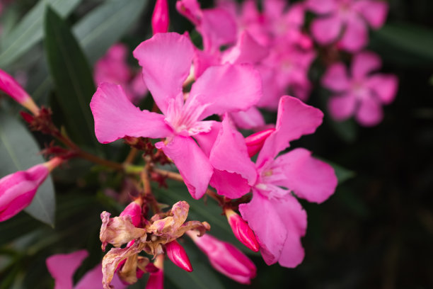 盛开的夹竹桃，粉红色的花朵，特写。夹竹桃背景出版物，海报，日历，帖子，屏幕保护程序，壁纸，封面，网站。高质量照片图片下载