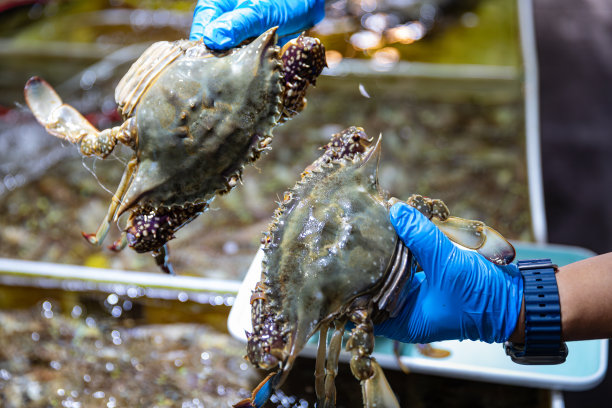 海鲜市场上的活螃蟹图片下载