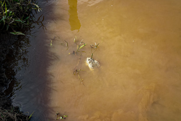 泰国清迈，一只青蛙被以可持续的方式释放后，漂浮在河岸上。图片下载