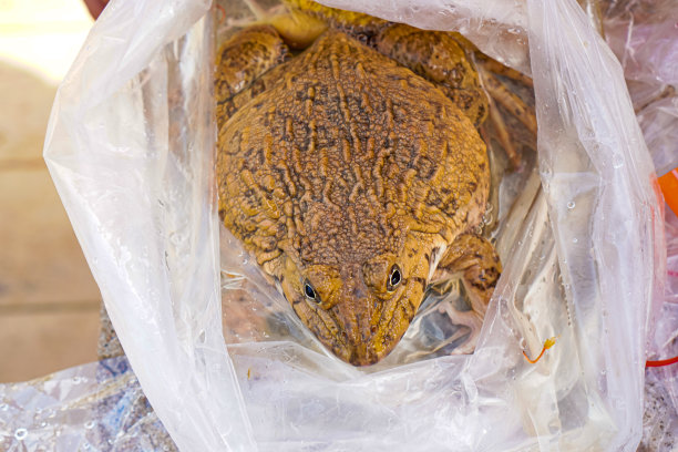 泰国清迈，一只装在塑料袋里的青蛙将以一种可持续的方式被放入平河。图片下载