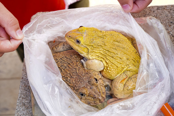 泰国清迈，一只装在塑料袋里的青蛙将以一种可持续的方式被放入平河。图片下载