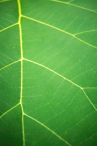 近距离细节的新鲜绿叶纹理背景图片下载