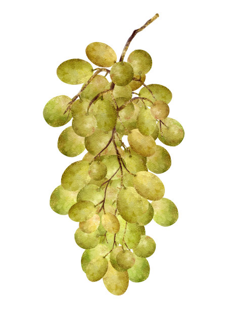 一串新鲜的绿色葡萄美丽地排列在藤上，准备享受和品味图片下载