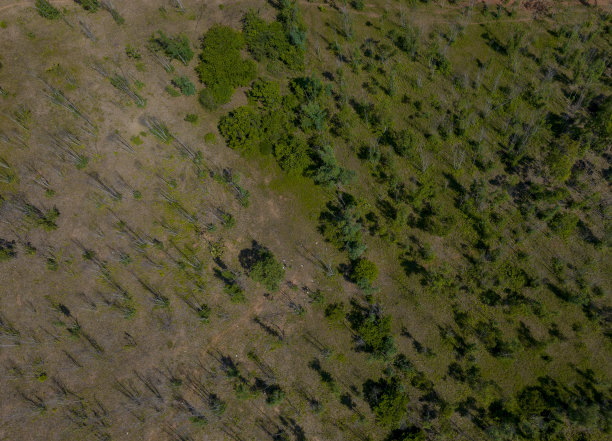 生长在沙地上的树木的抽象照片图片下载