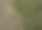 生长在沙地上的树木的抽象照片图片下载