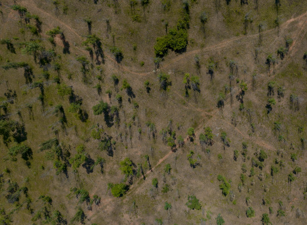 生长在沙地上的树木的抽象照片图片下载