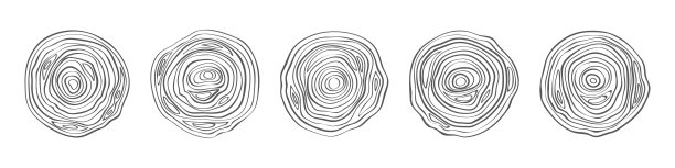 树干圆形部分。圆形木圈，地形图线条，轮廓纹理，树桩带年轮，顶视图圆片，建筑标识设计，整齐矢量隔离集图片下载